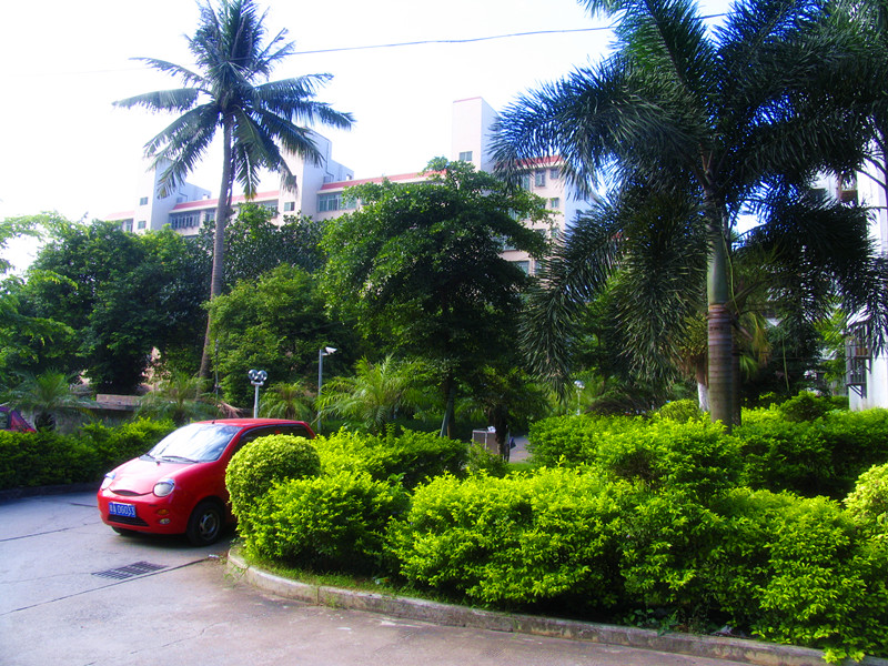 花团锦簇的院区绿化